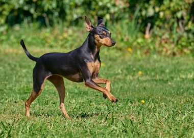 Doberman yeşil çimlerde köpek ezer.