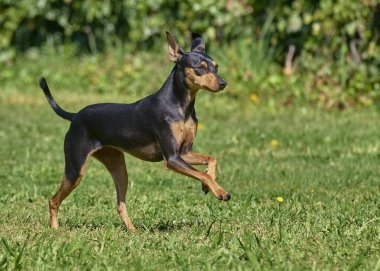 Yazın yeşil çayırda doberman köpeği