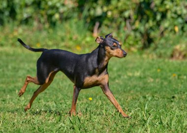 Köpek çiftleşmesi Doberman yazın pinscher