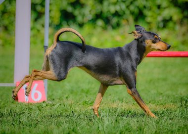 Köpek çiftleşen boğa teriyeri parkta yürüyüşe çıkmış.