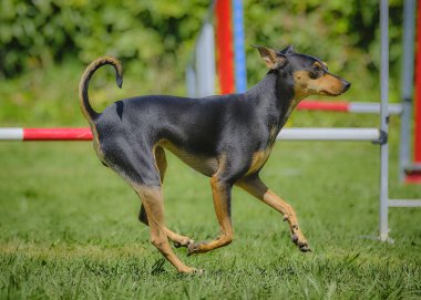 Yeşil arka planda bir köpek yetiştiricisi doberman.