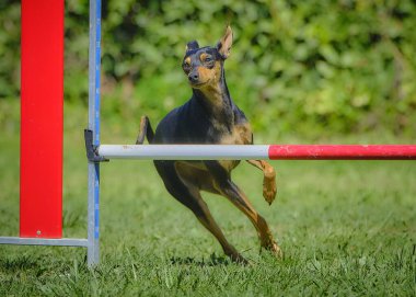 Siyah beyaz bir dachshund portresi