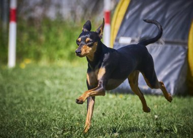 Doberman Pinscher yazın parkta.