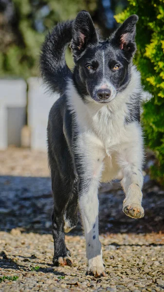 Köpek parkta koşuyor.
