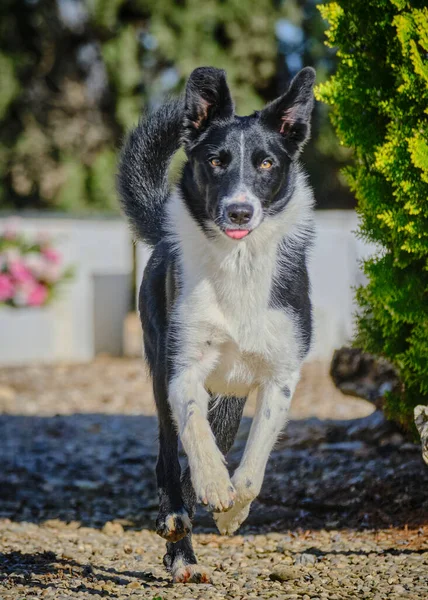 Sınır çoban köpeği doğada havada zıplıyor.