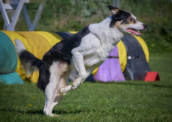 Köpek doğurmak kenar kömür ocağı