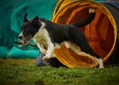 Barınakta çoban köpeği var.