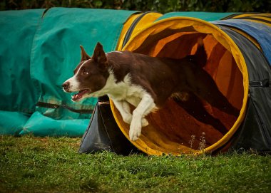 Yeşil çimlerde yatan bir köpek.