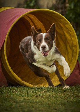 Bir bahçede zıplayan çoban köpeği.