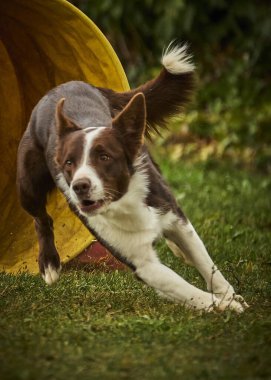 Avustralyalı çoban köpeği atlayışı