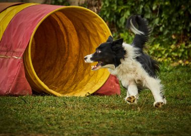 Bahçede oynayan bir çoban köpeği.