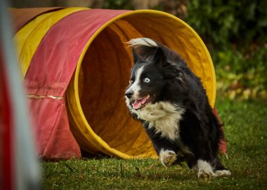Köpek çoban köpeği doğada