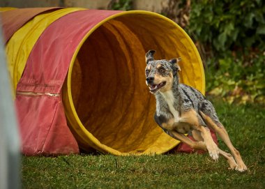 Alman çoban köpeği, sonbaharda.