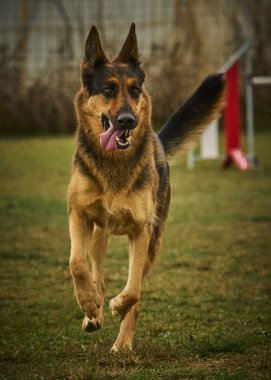 Alman çoban köpeği portresi.