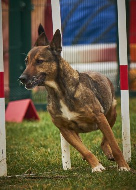 Yarışmada köpek eğitimi