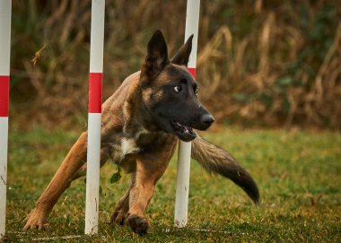 Alman çoban köpeği eğitim kursunda.