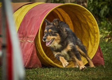 Köpek arka bahçede oynuyor.