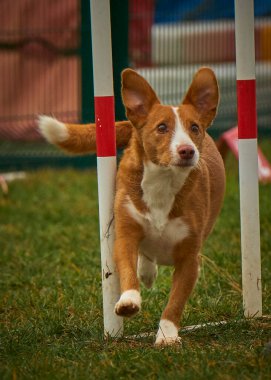 Köpek çeviklikte koşuyor.