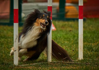Çeviklik yarışmasında çeviklik sınırındaki çoban köpeği