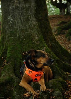 Ormandaki bir ağaçta oturan köpek