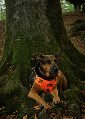 Ormandaki sevimli bir köpeğin portresi.