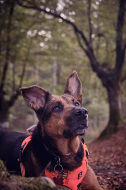 Alman çoban köpeği sonbahar ormanında sonbaharda