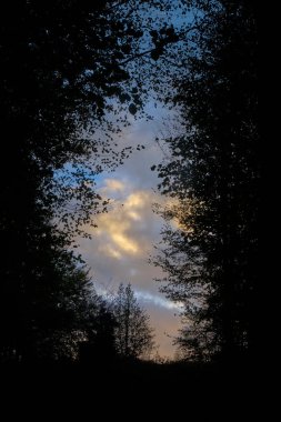 Ormanda gün batımı