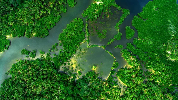 Вид з мангрових лісів і річки на Siargao острова. Філіппіни — стокове фото