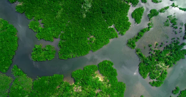 Αεροφωτογραφία του μαγγρόβιο δάσος και ποτάμι στο Siargao νησί. Φιλιππίνες — Φωτογραφία Αρχείου