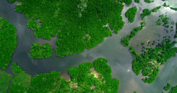 A légi felvétel a mangrove erdő és a folyó Siargao sziget. Fülöp-szigetek — Stock Fotó