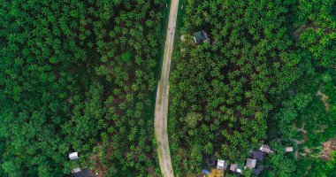 Beautiful aerial view of road on palms at Siargao Island, Philippines. clipart