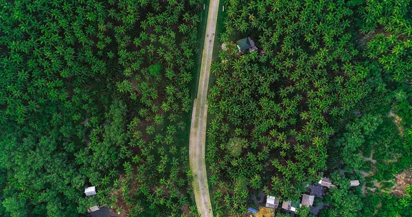 Beautiful Aerial View Road Palms Siargao Island Philippines — Stock Photo, Image