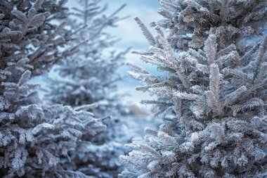 Yapay kar köknar-Marsilya şehir ağacında kaplı. Köknar ağacının dalını karla kaplı, yakın çekim. frosts keskin. muhteşem ışık ve renkli resim.