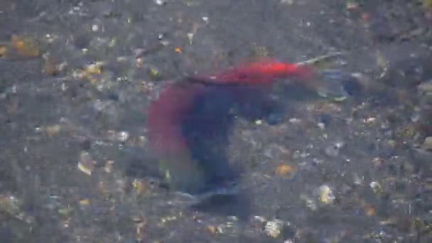 Frai de saumon dans le lac Kurile à la réserve naturelle, Kamchatka, Russie — Video