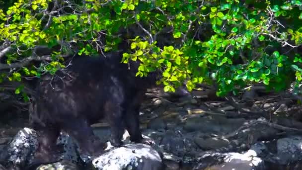 カムチャッカ半島、千島湖の野生のクマ — ストック動画