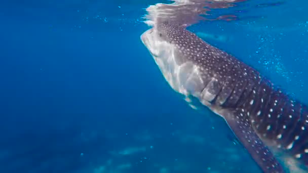 सेबो बेट, फिलीपिन्स वर कॅमेरा जवळ पोहणे पाण्याखाली व्हेल शार्क — स्टॉक व्हिडिओ