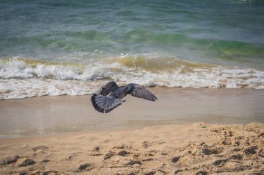 Gordon sahilinde denize uçan güvercin. Tel Aviv, İsrail.