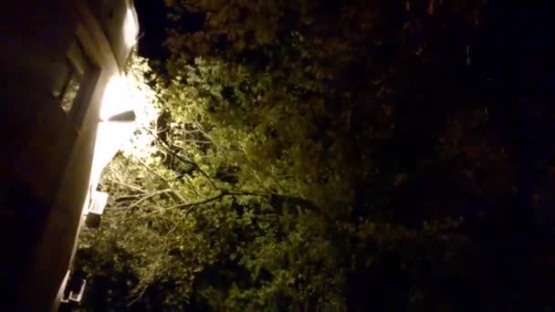 Alberi di notte nel vento vicino all'edificio, con una retroilluminazione dalla lampada — Video Stock