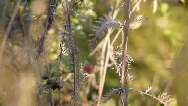 Ein junges Mädchen berührt eine rote wilde Beere, die auf einem Zweig getrocknet ist — Stockvideo