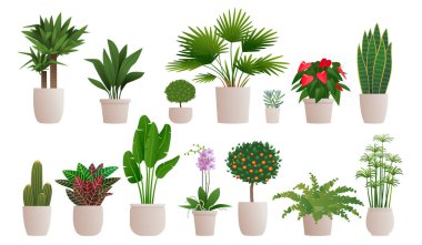 Set of decorative houseplants to decorate the interior of a hous clipart