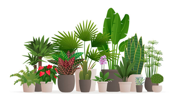 Collection of houseplants for web banner. Potted plants on an is