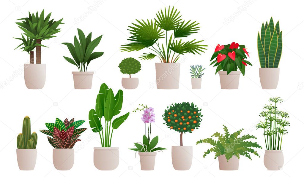 Set of decorative houseplants to decorate the interior of a hous