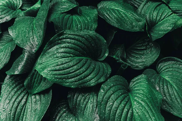 Large leaves of Spathiphyllum or Peace lily. Fresh green foliage after the rain, with rain drops. Green background