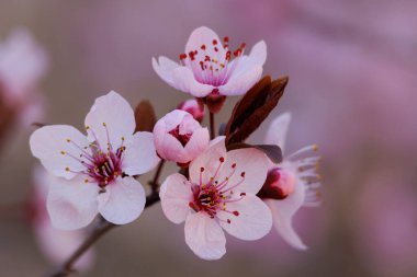 Mirobolan erik çiçekleri, Prunus cerasifera, kışın Alcoy, İspanya 'daki Fuente Roja doğal parkında filizleniyor.