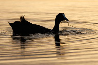 İspanya 'nın El Hondo Doğal Parkı' ndaki gölde gagasında çimen ve günbatımında arka ışıklandırma.