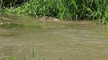 Serpis Nehri kıyısında sazan balığı yumurtluyor, Muro de Alcoy, İspanya