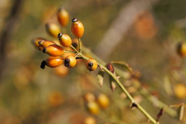 Olgun gül üzümleri seçici bir odak ile çalılıklarda, İspanya