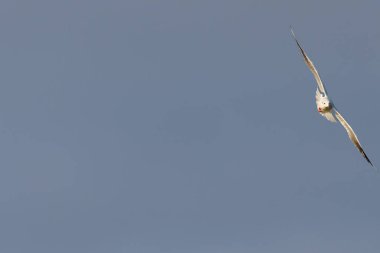 Mavi gökyüzü arka planı, Beniarres, İspanya 'ya karşı uçarken gülen bir martı (Chroicocephalus ridibundus) içeren negatif alan seçici odak