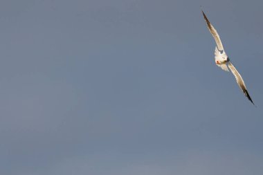 Mavi gökyüzü arka planı, Beniarres, İspanya 'ya karşı uçarken gülen bir martı (Chroicocephalus ridibundus) içeren negatif alan seçici odak