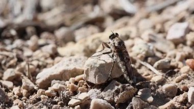 Bir hırsız sineği (Asilidae) Alcoy, İspanya 'da güneşli bir günde bir taşın üzerinde dinlenir.